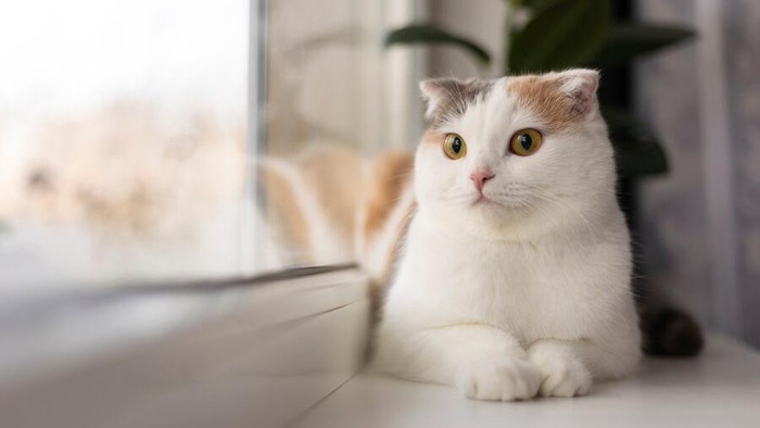 Si Paling Ekspresif! Studi Ungkap Kucing Punya 276 Ekspresi Wajah