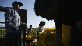 FOTO: Perempuan di Balik Kenikmatan Wine Negeri Tirai Bambu