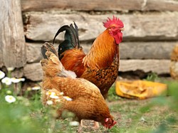 Bukan Reptil! Kata Studi, Kerabat Terdekat T-rex adalah Ayam dan Burung Unta