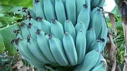 Unik, Pisang Ini Warnanya Biru dan Rasanya Seperti Es Krim