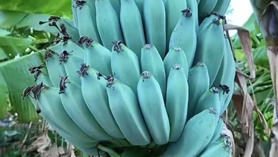Blue Java Banana