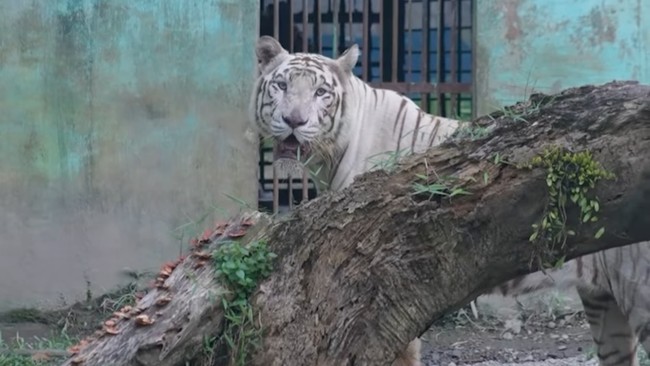 Bobby Nasution mengatakan Manis, harimau Sumatera tertua di Medan Zoo meninggal pada Jumat (20/9) lantaran usia lanjut.