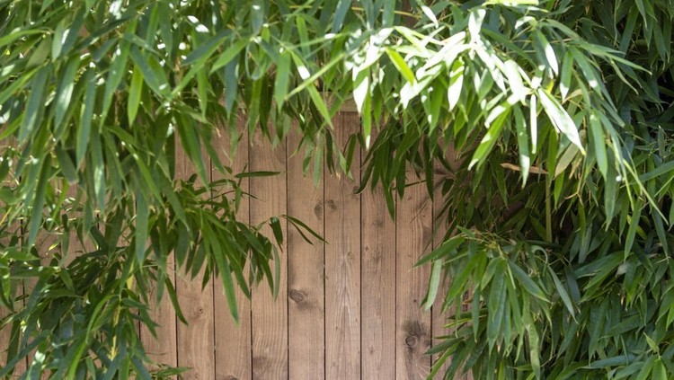 Bamboo leaves frame over wooden boards, asian lush abstract