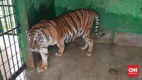 Lagi, Harimau Sumatera Mati di Medan Zoo