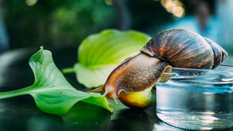 Giant African snail, Achatina fulica. Domestic shellfish with healing mucus.