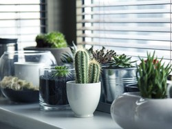 7 Tips Mudah Merawat Tanaman Hias bagi Pemula