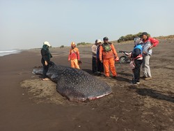 Hiu Tutul yang Terdampar Semalam di Pantai Puger Jember Mati