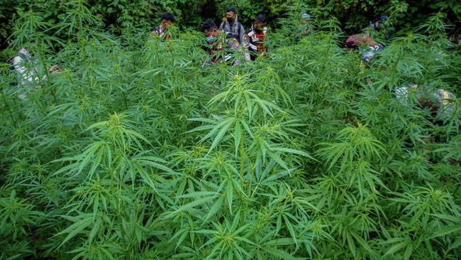 TNI dan BNN Musnahkan Ladang Ganja 3 Hektare di Gayo Lues Aceh Aparat gabungan musnahkan ladang ganja seluas tiga hektare di Kabupaten Gayo Lues, Aceh.
