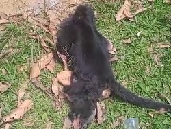 Lutung Jawa Tewas Tersengat Listrik di Sukabumi