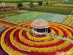 Serunya Wisata Petik Sayur Sambil Berswafoto di Hamparan Bunga Marigold