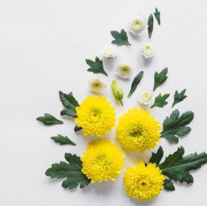 Anyelir kuning /Foto: Freepik