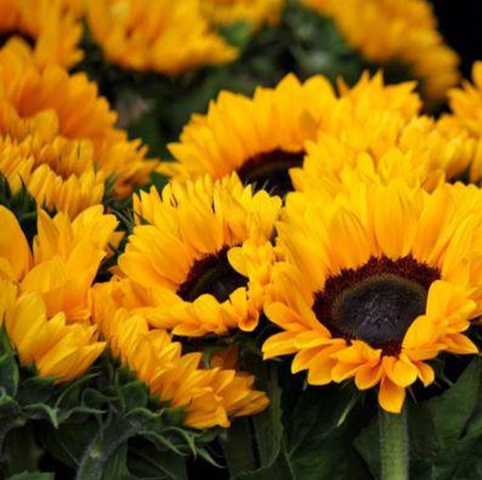 Bunga Matahari /Foto: Pexels/Pixabay