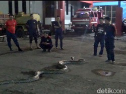 Dievakuasi, Ular Piton 7 Meter Nyaris Serang Warga di Parepare