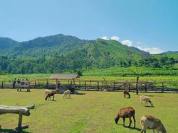 Menggala Ranch Banyumas, Rekomendasi Wisata Keluarga Bernuansa Swiss