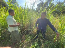 Tragis! Pawang Tewas Diserang Gajah di Gianyar