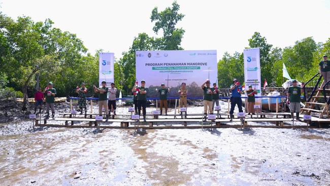 Pelindo Terminal Petikemas melalui program Tanggung Jawab Sosial dan Lingkungan (TJSL) melaksanakan rehabilitasi kawasan mangrove seluas 25 hektar di Sultra.
