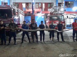 Perlawanan Ular Piton 7 Meter Saat Dievakuasi di Permukiman Warga Parepare