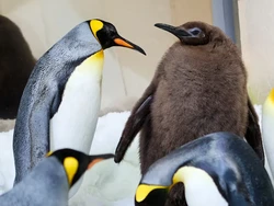 Lupakan Sejenak Moo Deng, Bayi Penguin Super Besar Ini juga Sangat Menggemaskan