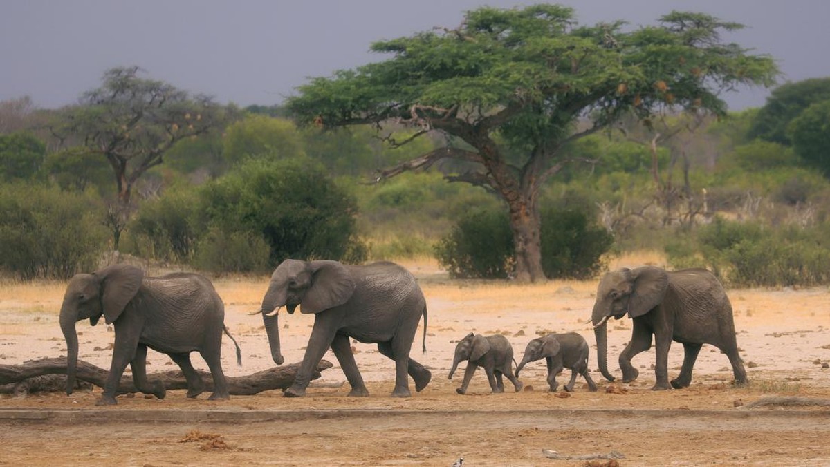 Paus Biru vs Gajah Afrika, Mana Hewan Terberat di Dunia?