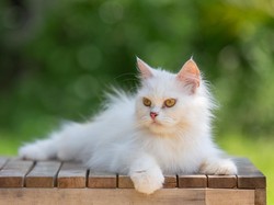 9 Ciri-Ciri Kucing Pembawa Rezeki dan Jenisnya, Ada Punya Kamu?