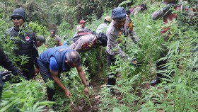 Polisi Kembali Temukan Ladang Ganja 48 Ribu Batang Siap Panen di TNBTS