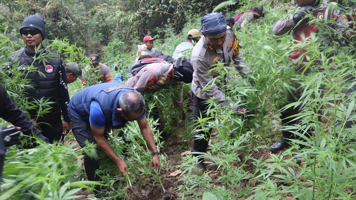 TNBTS Sebut Ladang Ganja Berada di Luar Jalur Bromo dan Semeru