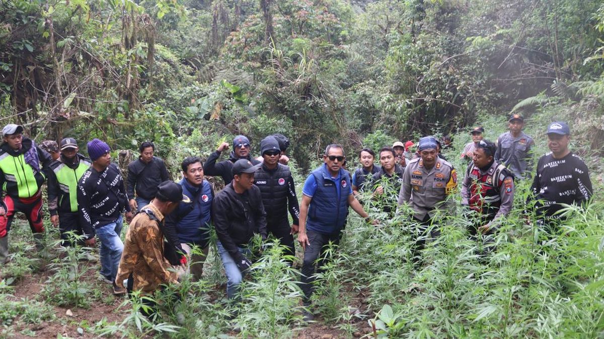 Kronologi Penemuan 59 Ladang Ganja di Bromo, 4 Orang Jadi Tersangka