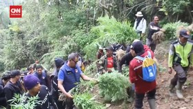 VIDEO: Polisi Temukan 48 Ribu Batang Ganja di Lereng Semeru