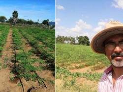 Ilmuwan Ini Alih Profesi Jadi Petani Kelor Demi Tujuan Mulia