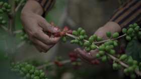 Potensi Ekspor Tenun, Sagu, dan Kopi Gayo Melalui Desa Devisa