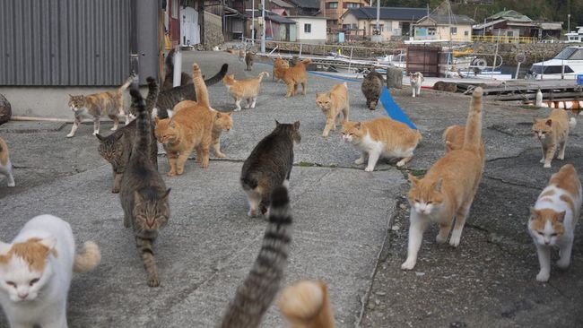 Gagasan membuat Pulau Kucing di Kepulauan Seribu terinspirasi Pulau Kucing di Jepang yang terdapat di Aoshima, Prefektur Ehime.