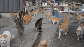 Kisah Pulau Aoshima di Jepang, Inspirasi Jakarta Bikin Pulau Kucing