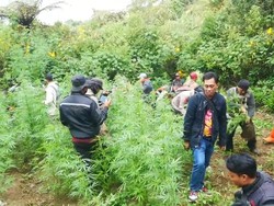 Soal Ladang Ganja di Bromo, Anggota DPR Minta Pemerintah Perketat Pengawasan