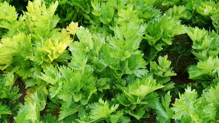 Close-up of celery plants on agricultural field in late spring. Germany.