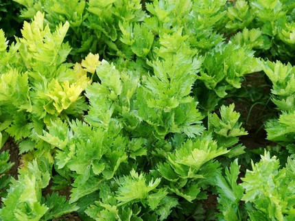 5 Tanaman Herbal Penghancur Batu Ginjal, Lemon hingga Seledri