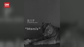 VIDEO:Pengelola Buka Suara Soal Kematian Harimau Sumatra di Medan Zoo