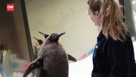 VIDEO: Tingkah Gemas Pesto, Penguin Viral Saingan Moo Deng