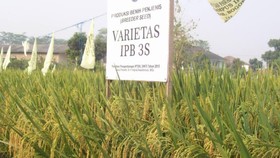 Varietas Padi Tahan Iklim Asli Indonesia: Hemat Air dan Pupuk