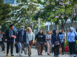 Ayo Keluar Rumah, Bunga Tabebuya di Jakarta Bermekaran