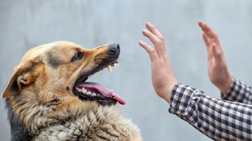 Cegah Kematian Akibat Rabies, Ini Pertolongan Pertama saat Digigit Anjing