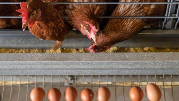 Jarang Terjadi, Jenderal Ini Putuskan Pensiun Lalu Banting Setir Jadi Tukang Ayam