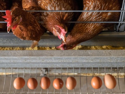 Jarang Terjadi, Jenderal Ini Putuskan Pensiun Lalu Banting Setir Jadi Tukang Ayam