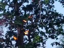 Polisi Pastikan Pohon Keluar Api gegara Cuaca Panas Bukan Faktor Gaib