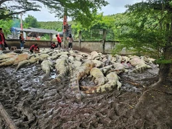 Petani Thailand Terpaksa Musnahkan 100 Buaya Langka Karena Badai