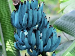 Fakta Blue Java Banana hingga Kuliner Enak di Melati Mas