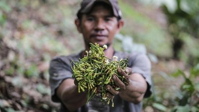 Pemerintah: Importir AS Mulai Kekurangan Cengkeh Imbas Radiasi Cesium