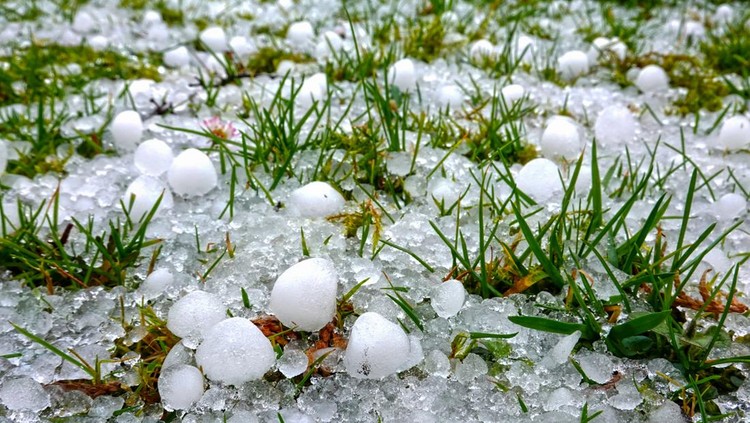 Hailstones on the grass of a green meadow after a heavy thunderstorm in summer