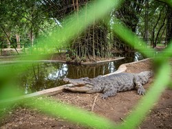 Tega! Turis Lempar Ayam Kate ke Kolam Buaya