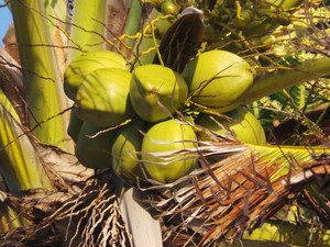 RI Raja Kelapa Dunia, Tapi Dihajar Negara Tetangga RI Raja Kelapa Dunia, Tapi Dihajar Negara Tetangga