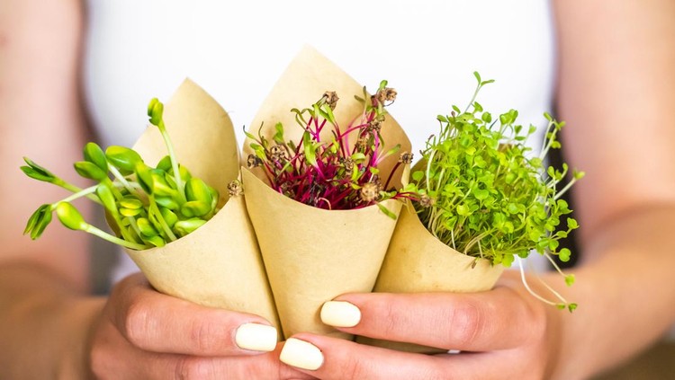 1253827092 Woman holding sprouts of sunflower beet and radish packed in paper, vegetarian lifestyle